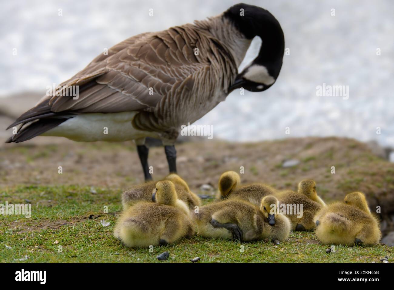 Mehrere Kanadier-Baby-Gänse ruhen auf dem Boden. Ihre Mutter und Wasser sind im Hintergrund. Geringe Schärfentiefe, konzentrieren Sie sich auf die Babys. Stockfoto