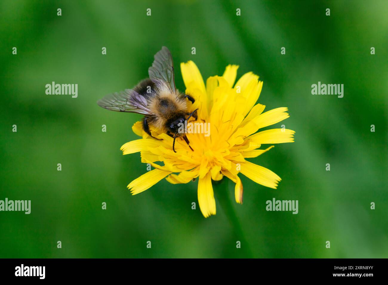 Die gestreifte Hummel sitzt auf einem gelben Herbst-Falkbit auf grünem Hintergrund. Stockfoto