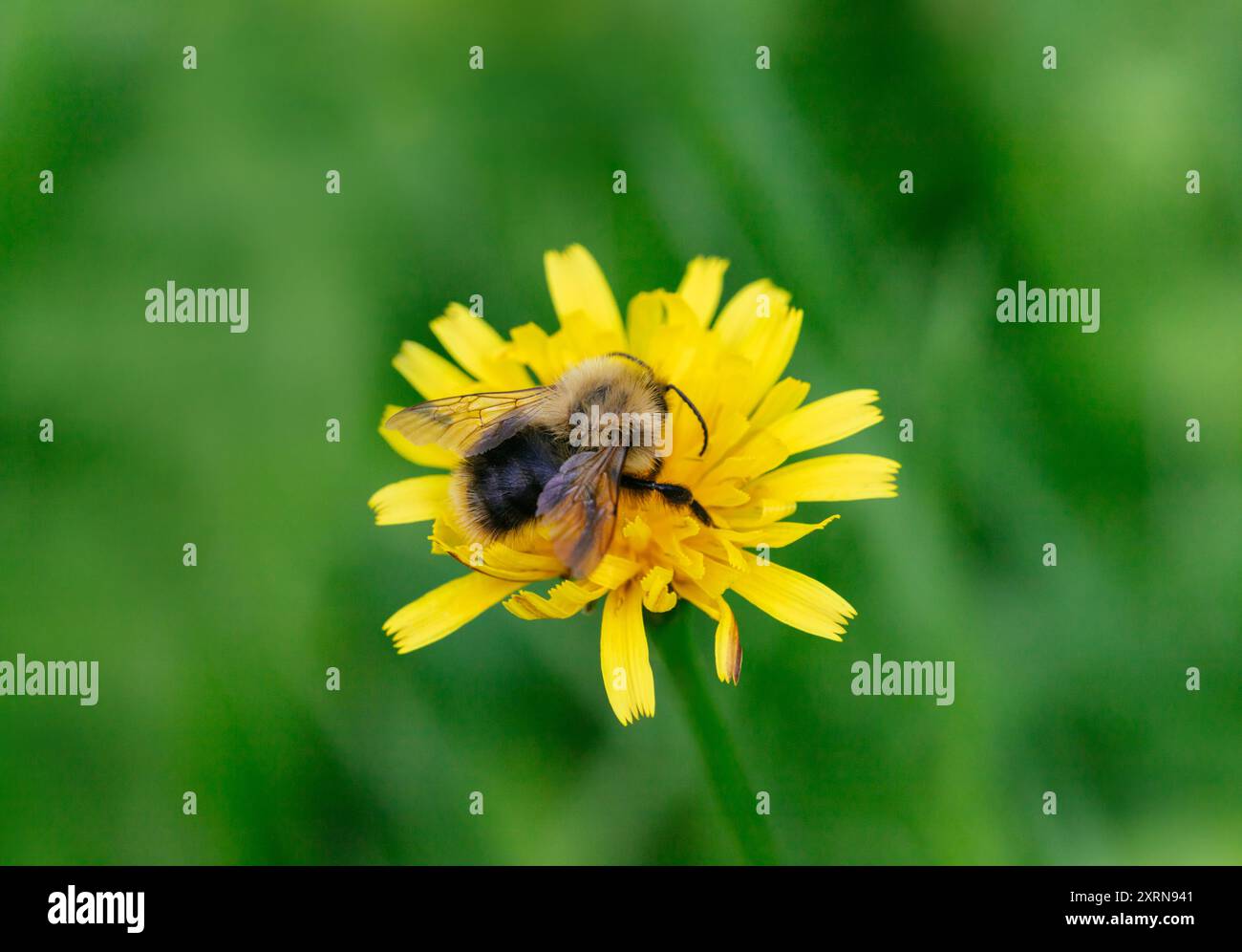 Hummel-Nahaufnahme, die auf einem gelben Blumenkreuz sitzt. Bienenbestäubungsblume. Stockfoto