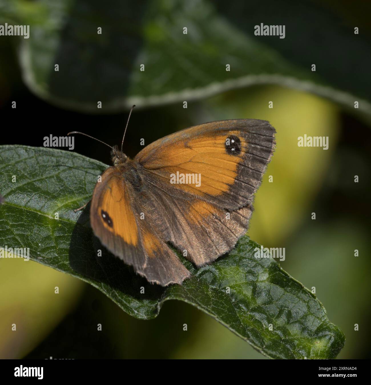 Weiblicher Gatekeeper Schmetterling Pyronia tithonus auf Buddleia Blatt Stockfoto