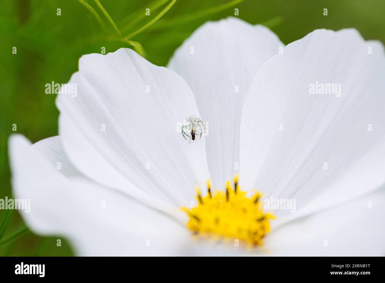 Die Spinne hat die Fliege angegriffen. Blume ahmt Krabbenspinne auf einem weißen Kosmos-Blumenhintergrund nach. Spinnenkrabben, Misumena vatia mit Beute. Stockfoto