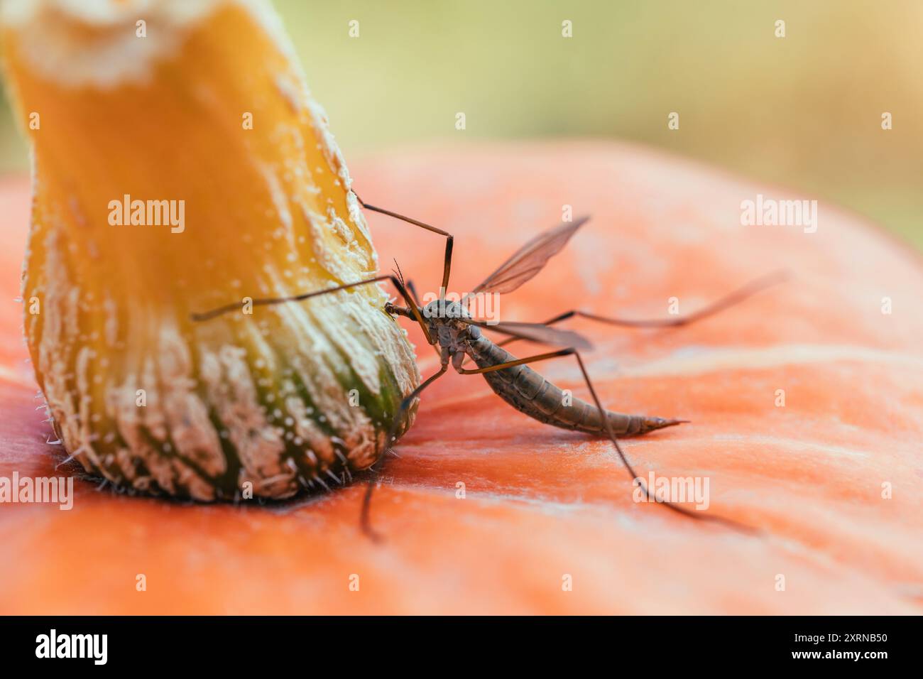 Kranfliegen oder Tipula aus der Nähe. Große Mücke, die auf orangefarbenem Kürbis sitzt. Stockfoto