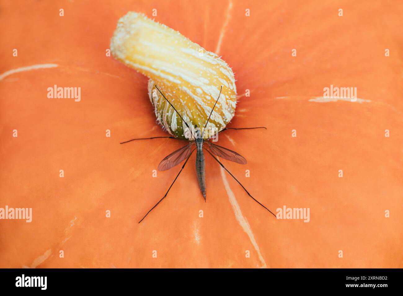 Große Tipula-Mücke auf orangem Hintergrund. Kranfliegen auf einem Kürbis, Draufsicht. Makroaufnahmemöglichkeit. Stockfoto