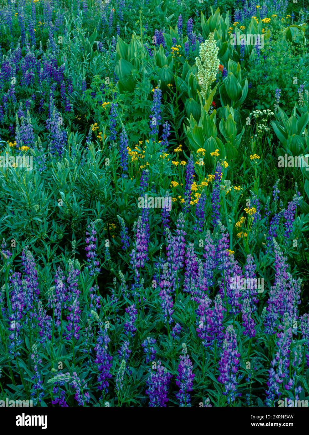 Indian Paintbrush, Blue Lupin, Arrowhead Groundsel, Carson-Iceberg Wilderness, Stanislaus National Forest, Sierra Nevada Mountains, Kalifornien Stockfoto