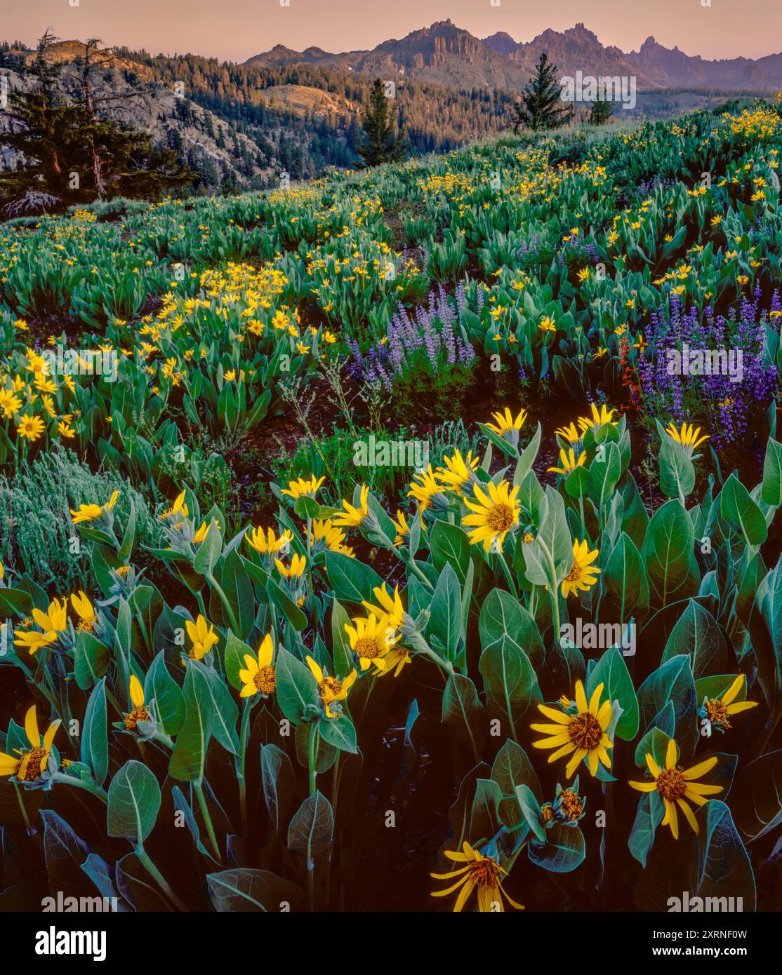 Pfeilblatt Balsamroot, Balsamorhiza sagittata, Lupin, Carson-Iceberg Wilderness, Toiyabe National Forest, Kalifornien Stockfoto