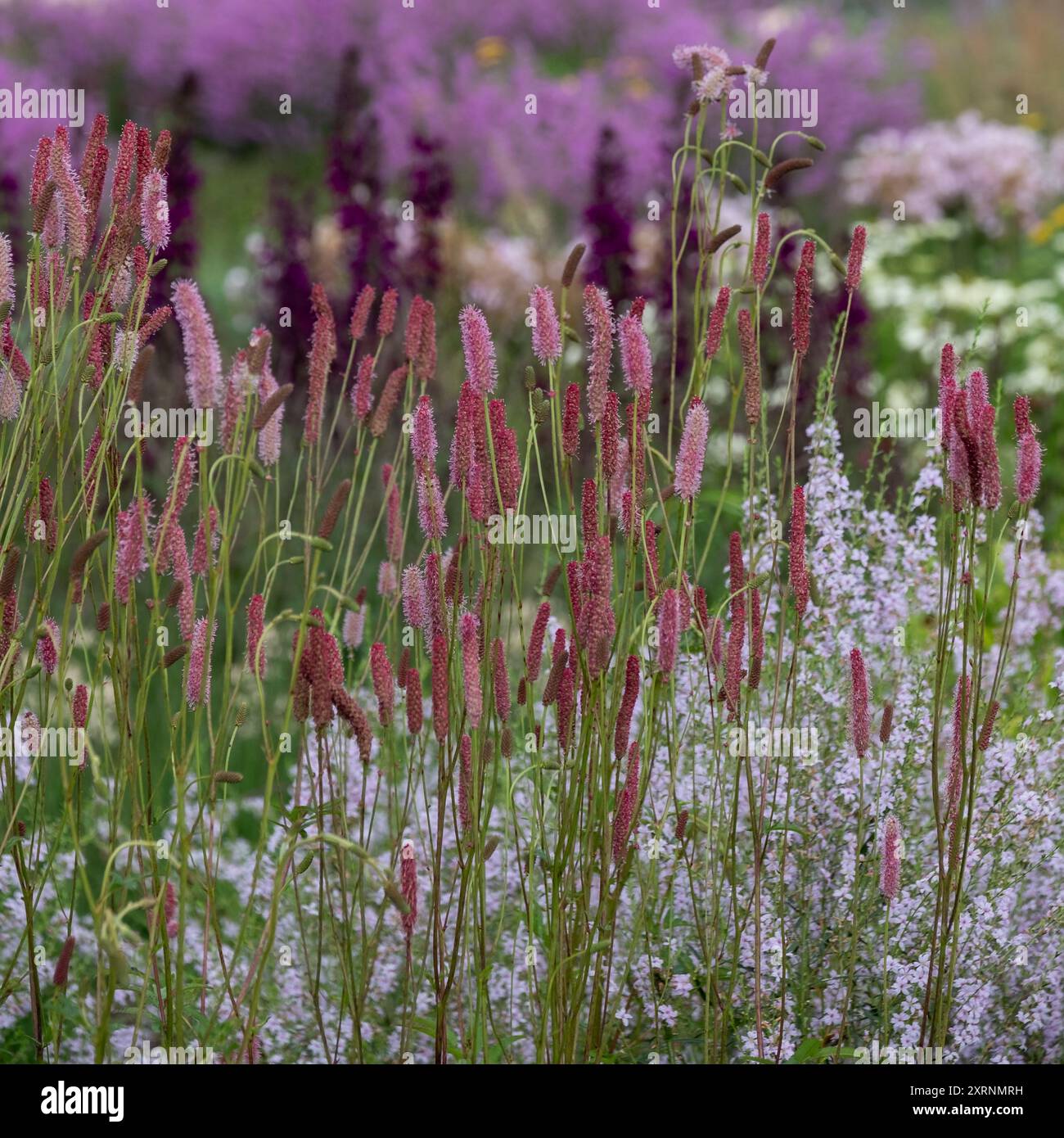 Atemberaubende, farbenfrohe, mehrjährige Ränder mit rosa Sanguisorba-Blüten, entworfen von Piet Oudolf, im RHS Wisley Garden, Surrey UK. Stockfoto