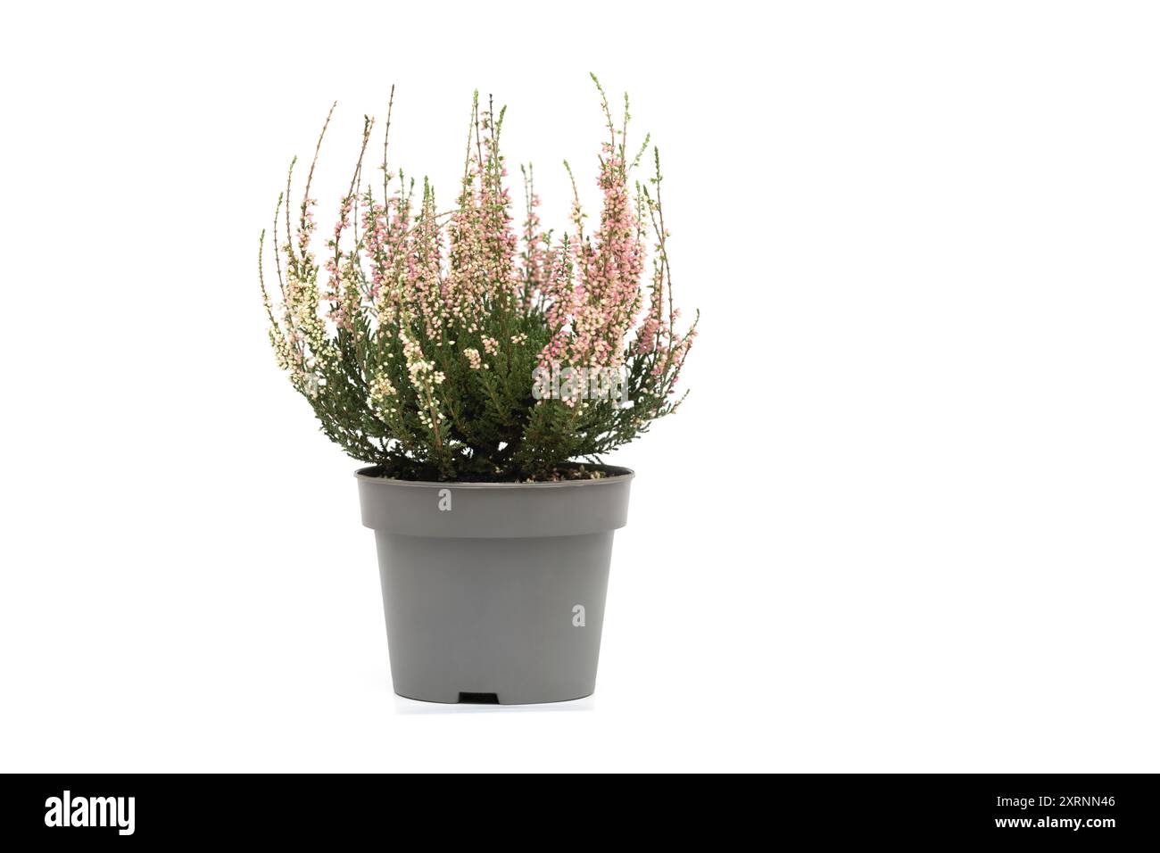 Rosa Heidekraut in einem Blumentopf isoliert auf weißem Hintergrund. Calluna oder Briar oder gemeine Heide. Kopierbereich. Stockfoto