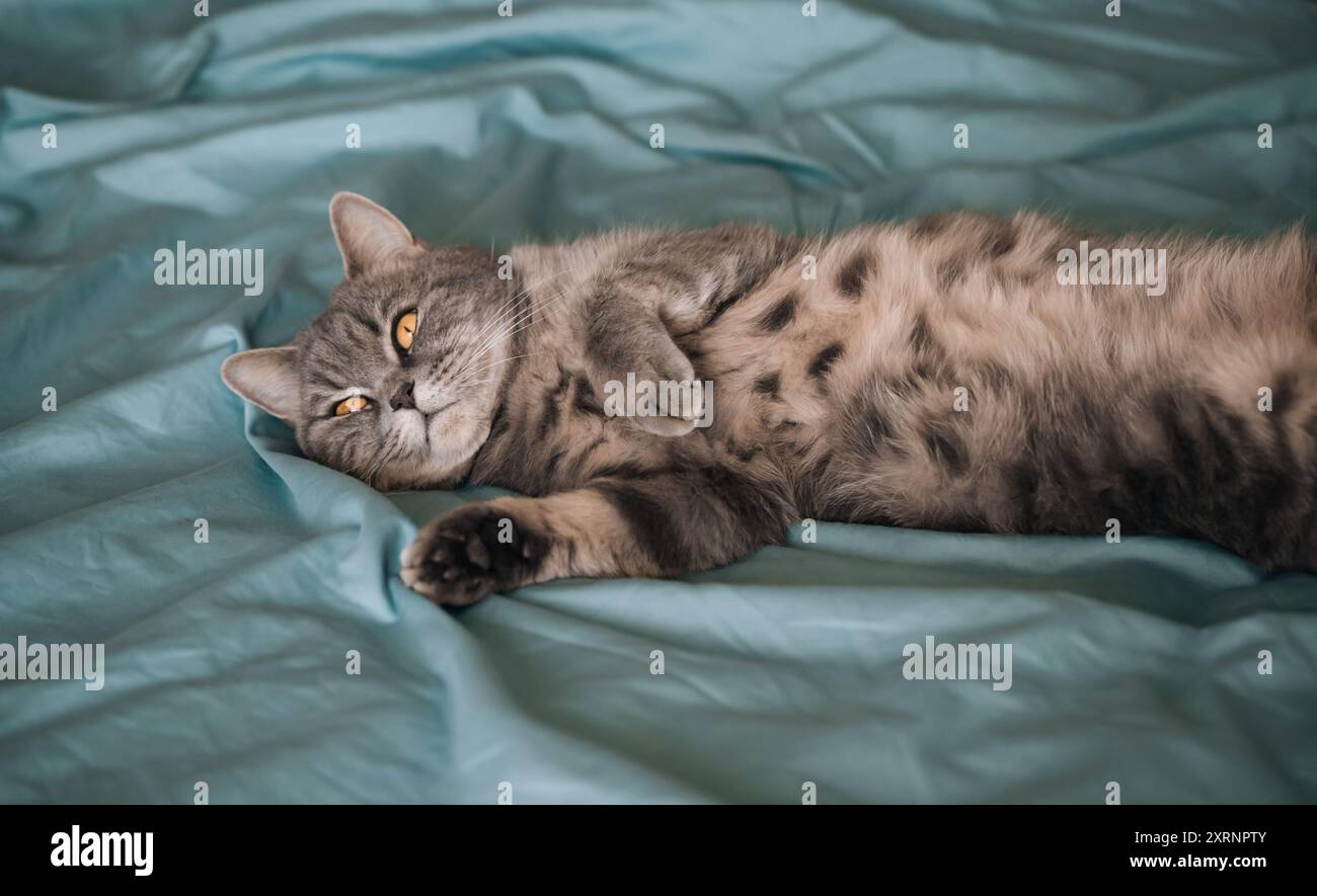 Flauschige schottische Katze, die auf einem blauen Bett liegt. Niedliches Haustier-Porträt. Die Katze liegt auf dem Rücken. Stockfoto