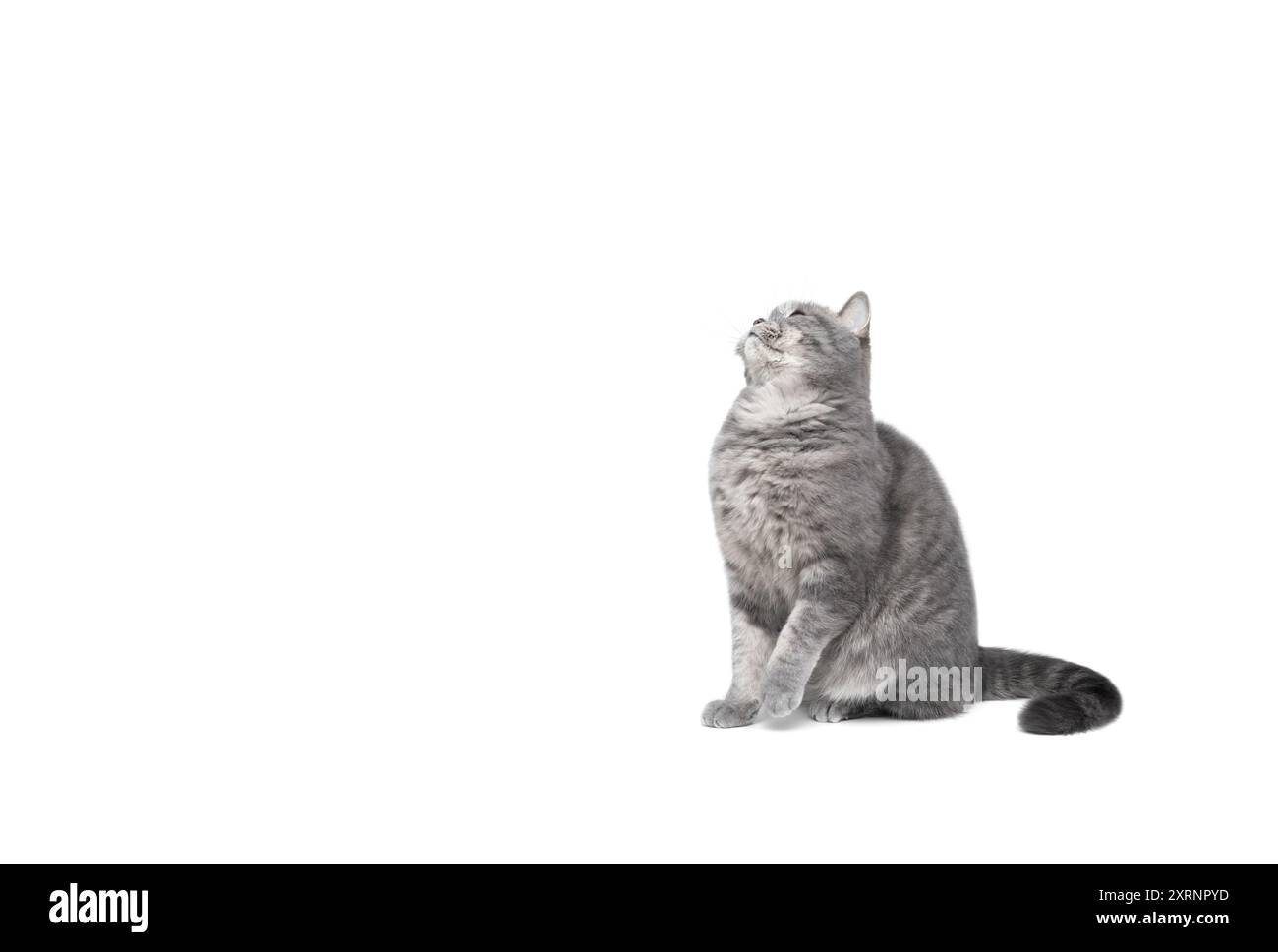 Schottische graue Katze isoliert auf weißem Hintergrund mit Kopierraum. Lustige neugierige Katze schaut auf und setzt sich auf den Tisch. Stockfoto