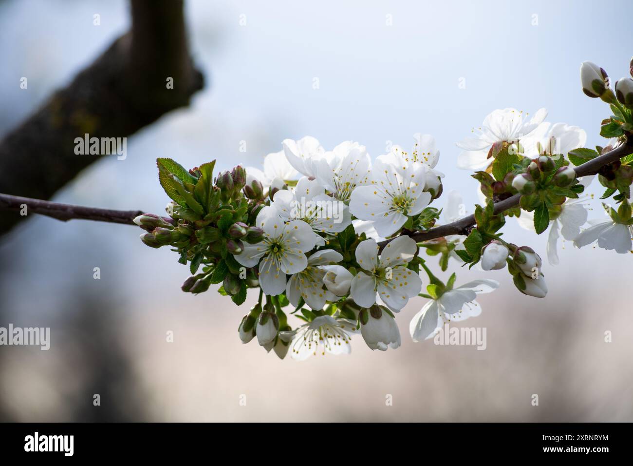 Wunderschöne Blume, fotografiert nach dem Mittagessen Stockfoto