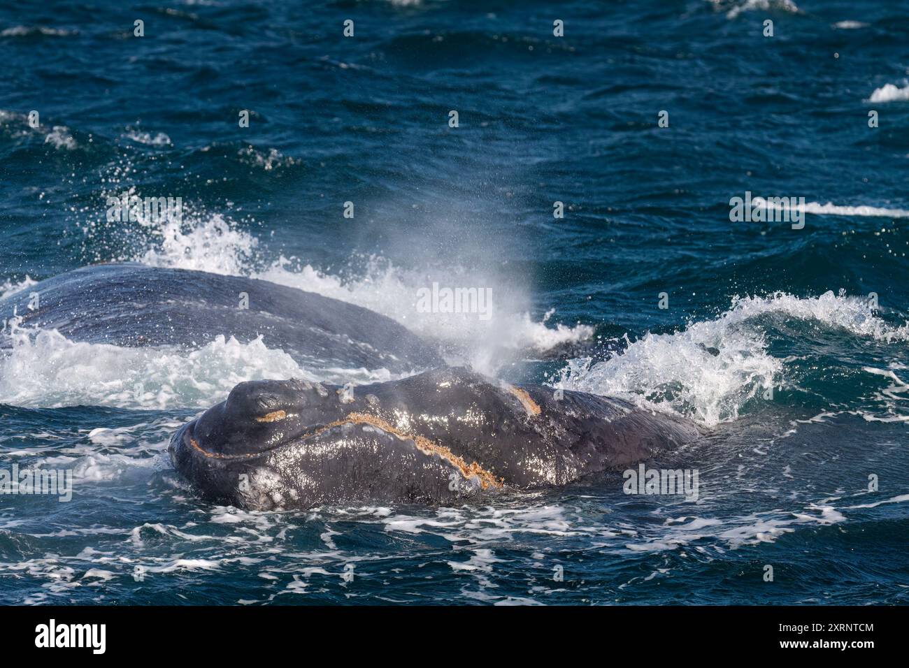 Südlicher Glattwal (Eubalaena australis) Mutter und Kalb in der Nähe des Walbeobachtungsbootes in Puerto Pyramides, Argentinien. Stockfoto