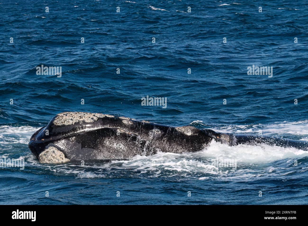 Südlicher Glattwal (Eubalaena australis), erwachsenes Weibchen, das in Puerto Pyramides, Golfo Nuevo, Argentinien auftaucht. Stockfoto