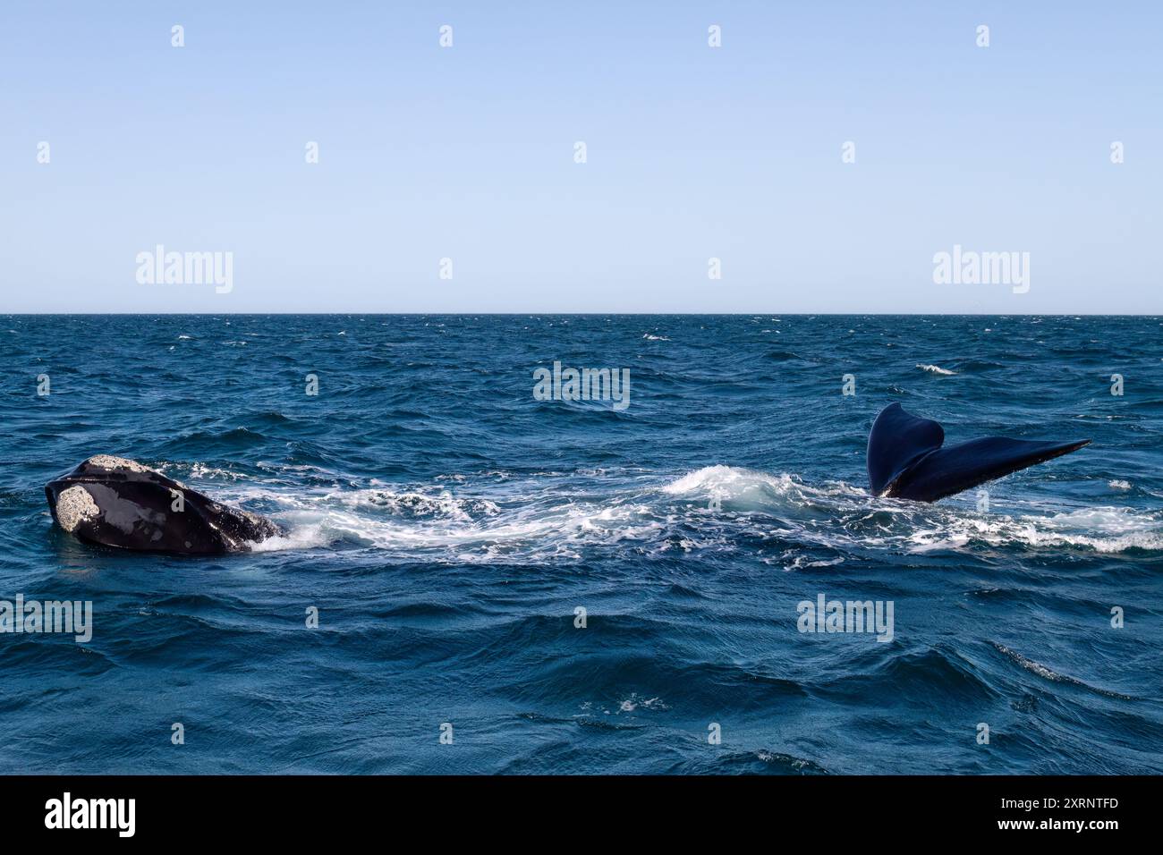 Südlichen Glattwal (Eubalaena australis), erwachsenes Weibchen, das in Argentinien sowohl ihren Kopf als auch ihre Schweine aus dem Wasser hebt. Stockfoto