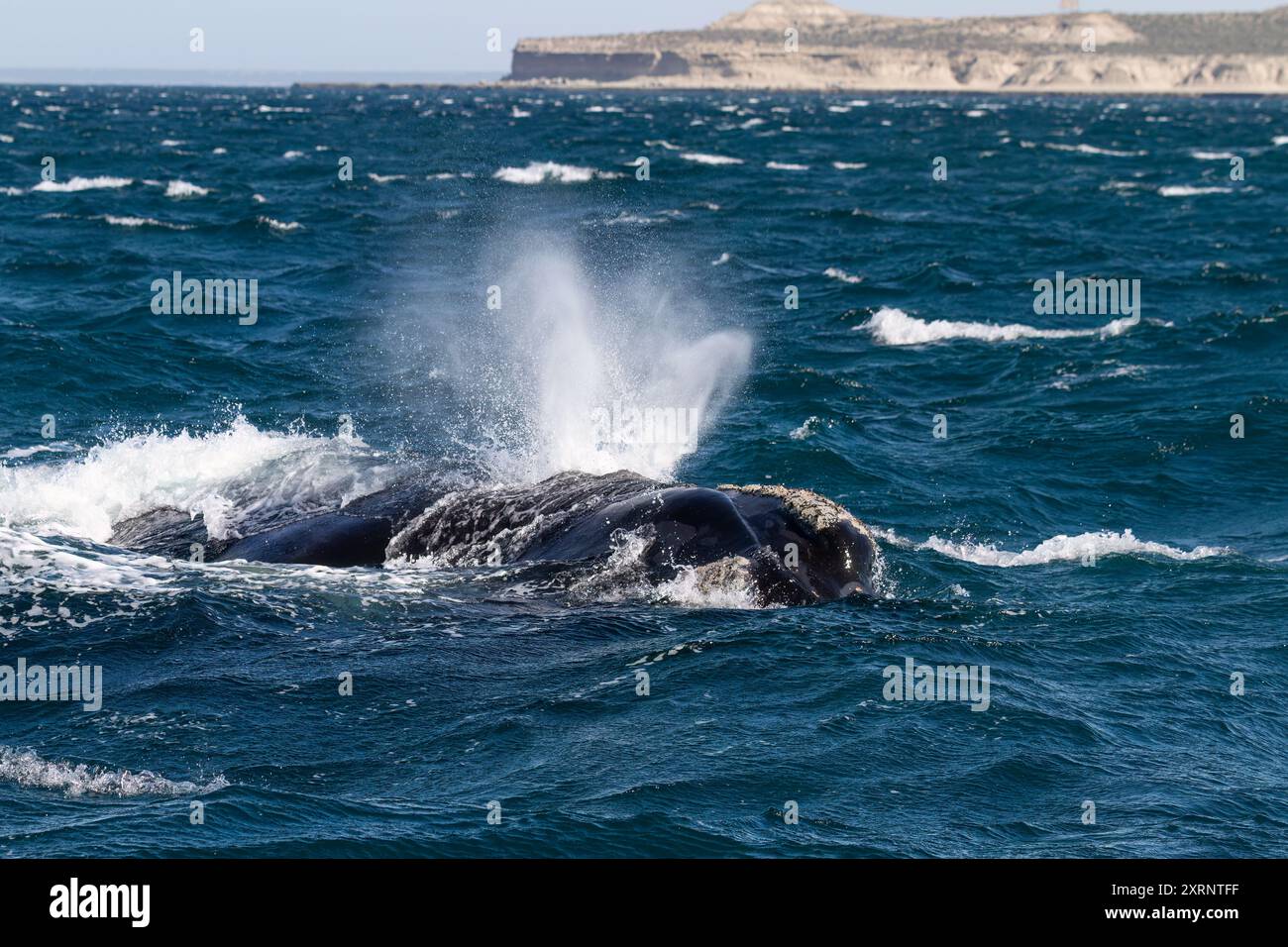 Südlicher Glattwal (Eubalaena australis), erwachsenes Weibchen, das in Puerto Pyramides, Golfo Nuevo, Argentinien auftaucht. Stockfoto