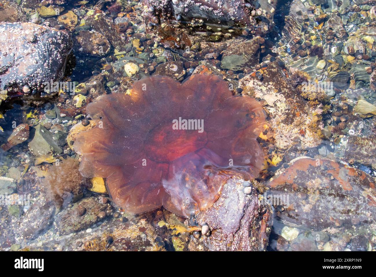 Löwenmähne Qualle (Cyanea capillata) Stockfoto