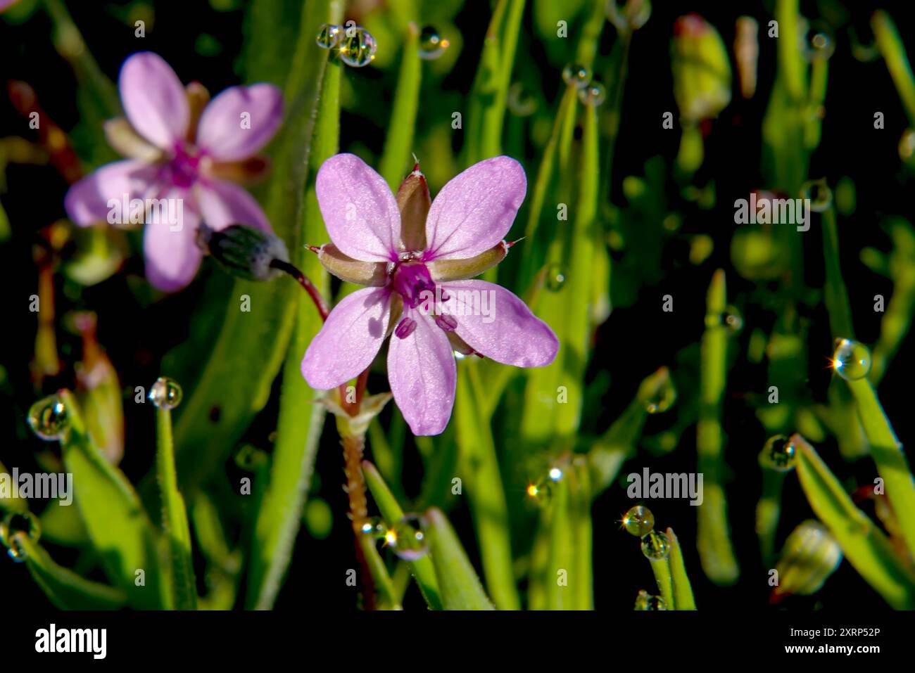 Storchschnabel (Erodium cicutarium) Makro Stockfoto