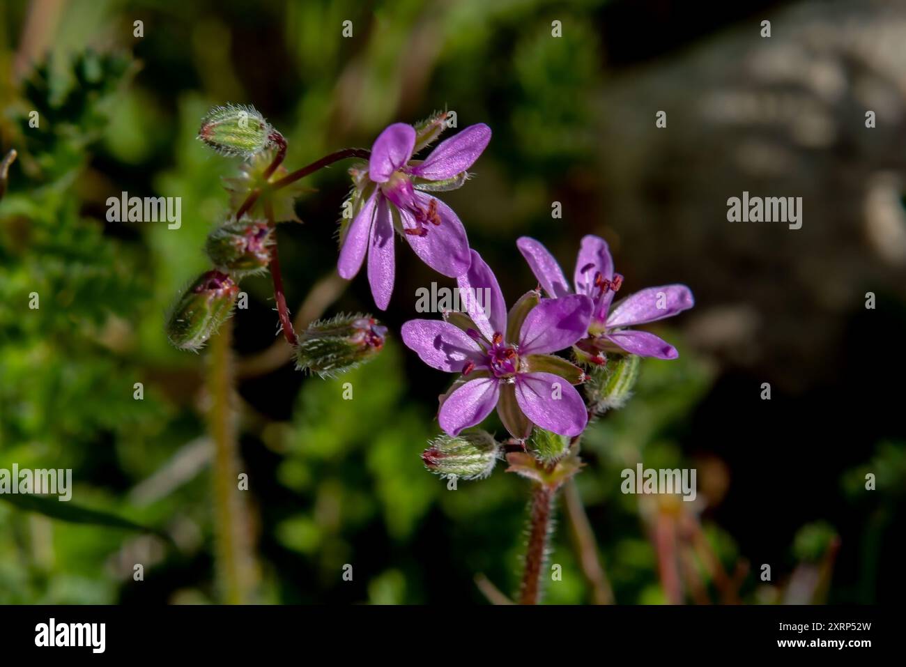 Storchschnabel (Erodium cicutarium) Nahaufnahme Stockfoto