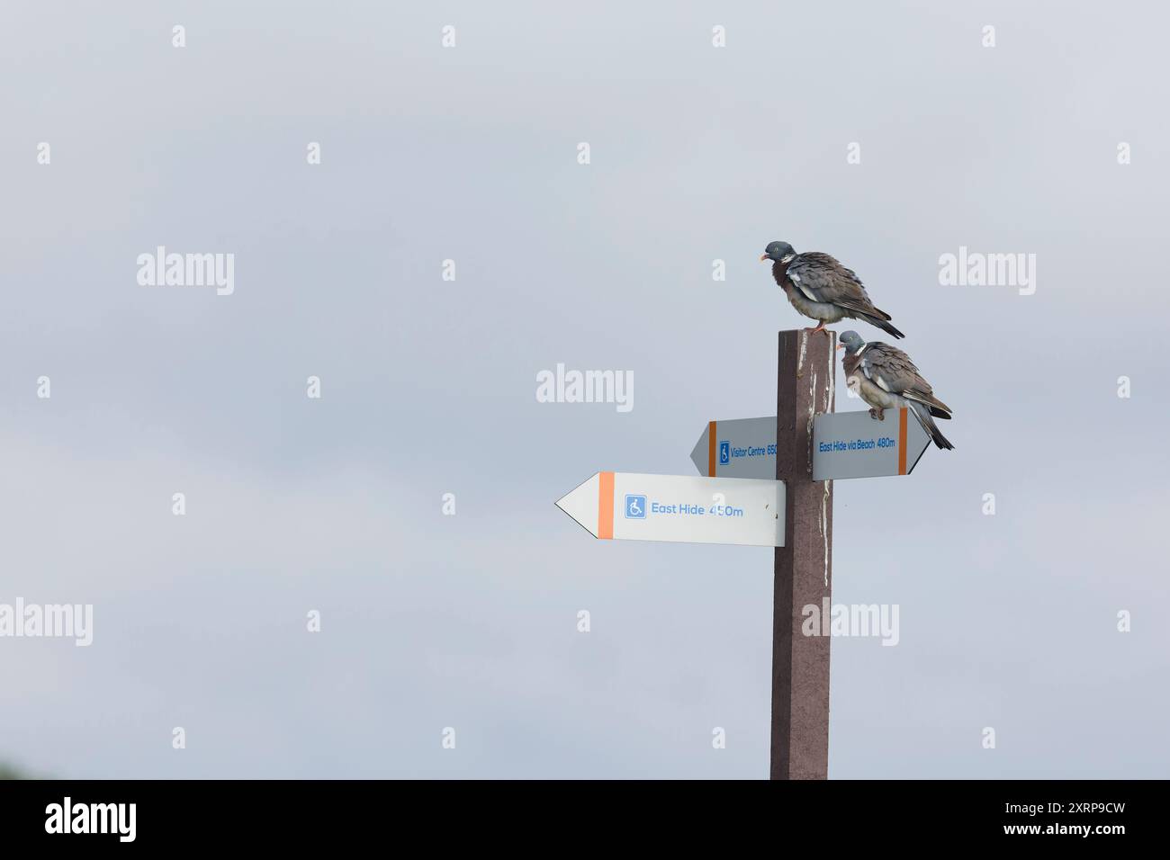 Woodpigeon Columba Palumbus, 2 Erwachsene auf dem Schild, Minsmere RSPB Reserve, Suffolk, England, August Stockfoto