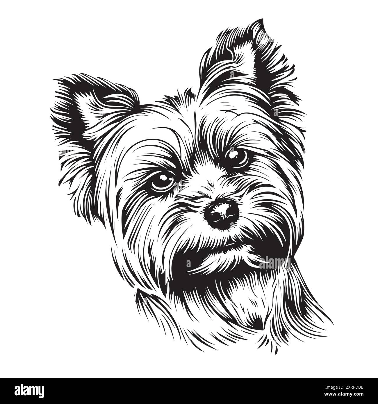 Yorkie Hund Yorkshire Terrier, Hundeporträt Vektor-Illustration Stock Vektor