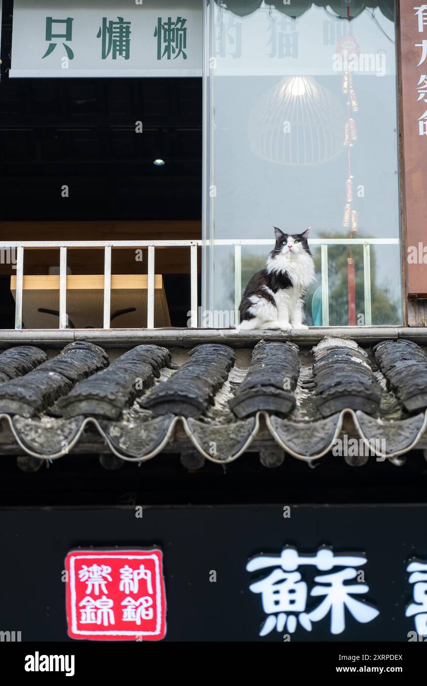 Suzhou, China - 11. Juni 2024 : Eine schwarz-weiße Katze sitzt auf einem gekachelten Dach vor einem Geschäft in Suzhou, China. Stockfoto