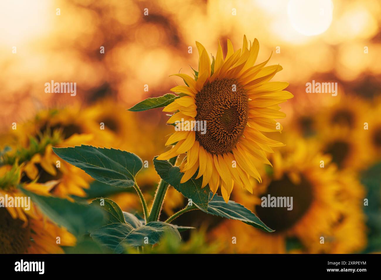 Sonnenblumenpflanze im Sommersonnenuntergang, selektiver Fokus Stockfoto