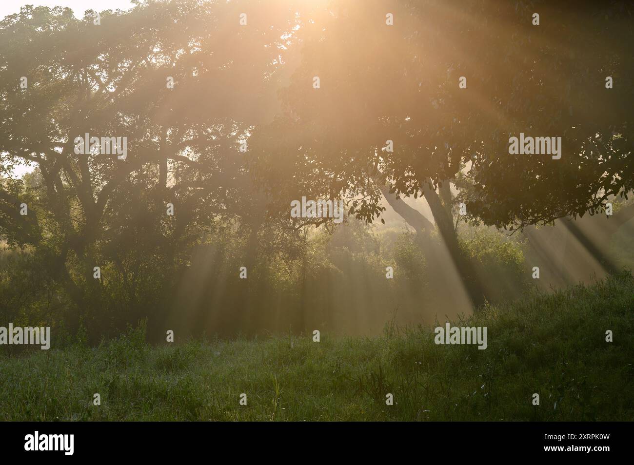 Lichtstrahlen filtrierten durch die Bäume auf das grüne Gras darunter Stockfoto
