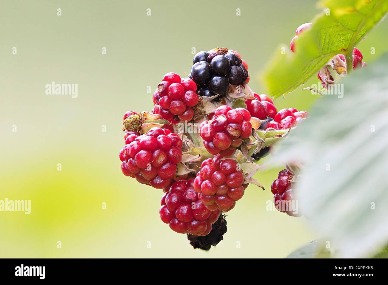 Lebendige und saftige wilde Brombeeren, frisch aus der Natur geerntet, perfekt für Bio- und Naturkost-Konzepte Stockfoto