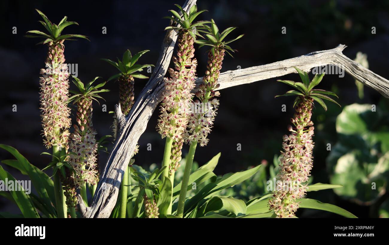 Sommerblüte einer Ananaslilienpflanze (Eucomis nani), die zwischen den Zweigen eines trockenen Baumes wächst. Stockfoto