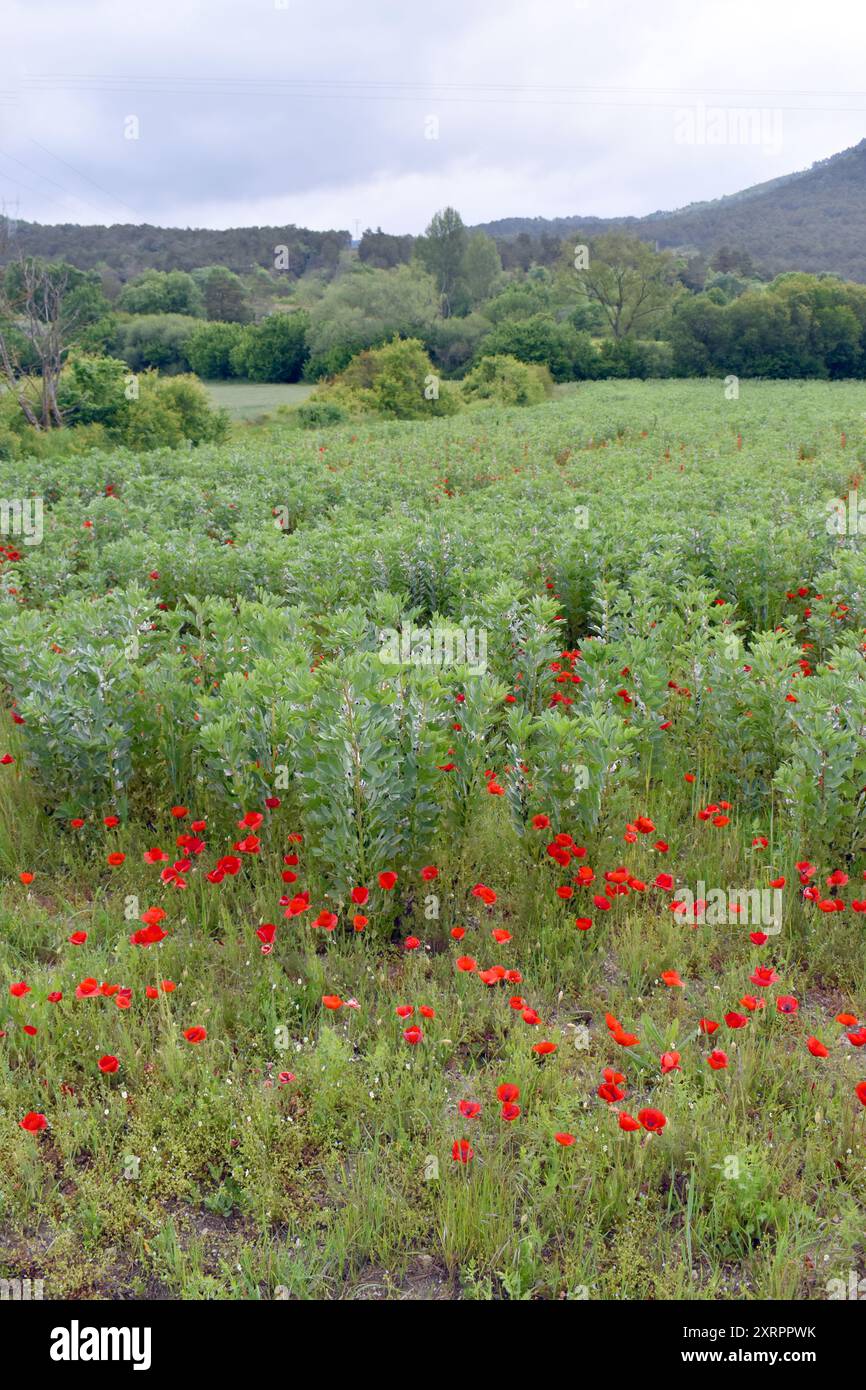Mohnblumen (Papaver rhoeas) dringen in ein Feld mit breiten Bohnen (Vicia faba) ein. Stockfoto