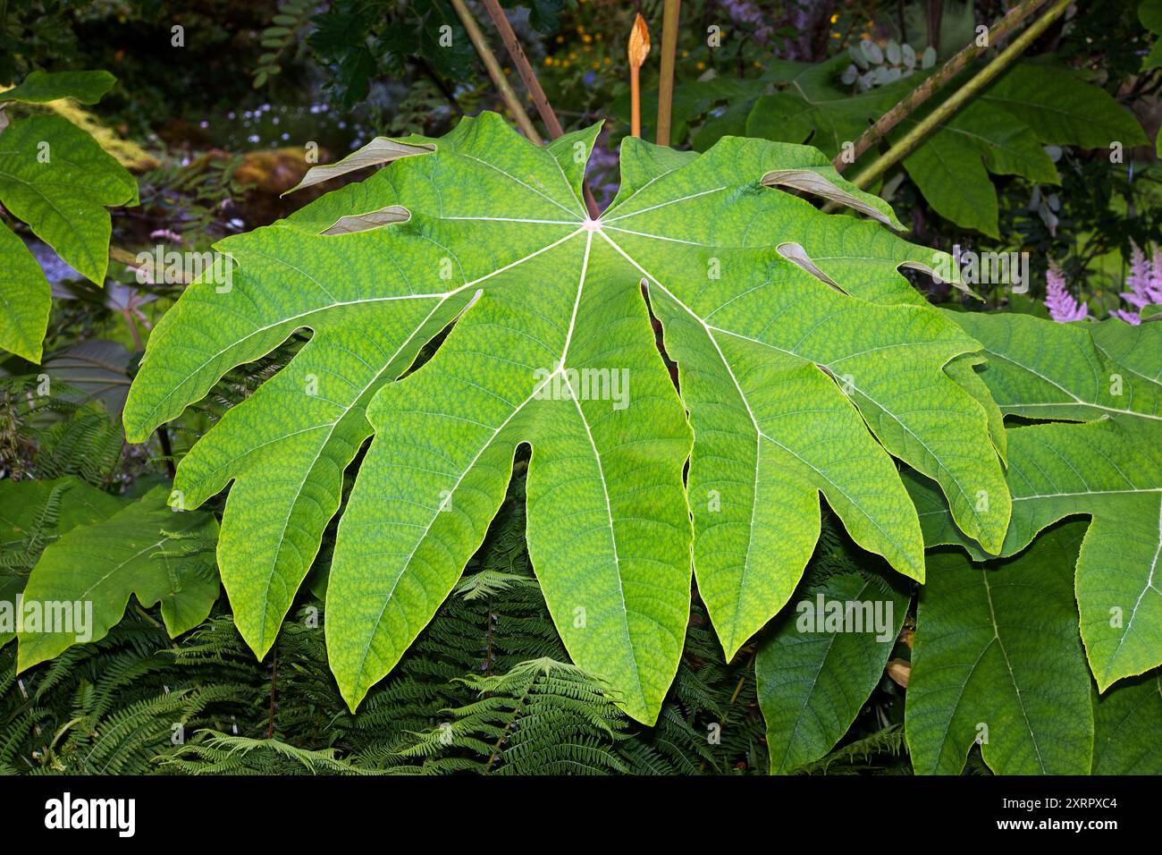 Tetrapanax Papyrifer (Reispapierpflanze) ist in Ost- und Zentralchina und Taiwan beheimatet. Das Pith wird zur Herstellung von Reispapier verwendet. Stockfoto