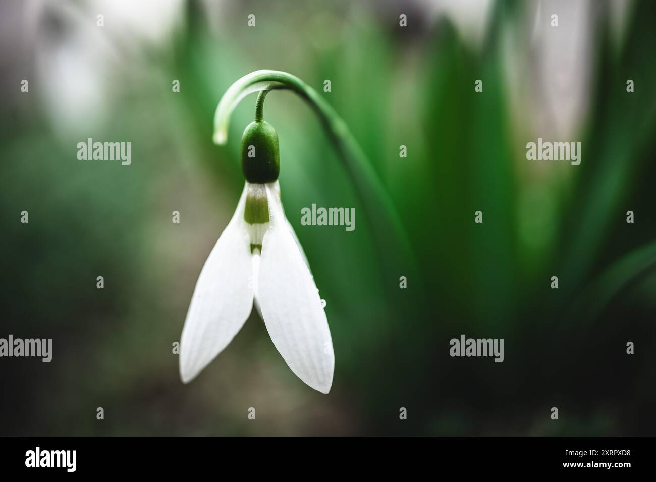 Nahaufnahme der Schneeglöckchen Blumen. Geringe Schärfentiefe. Stockfoto