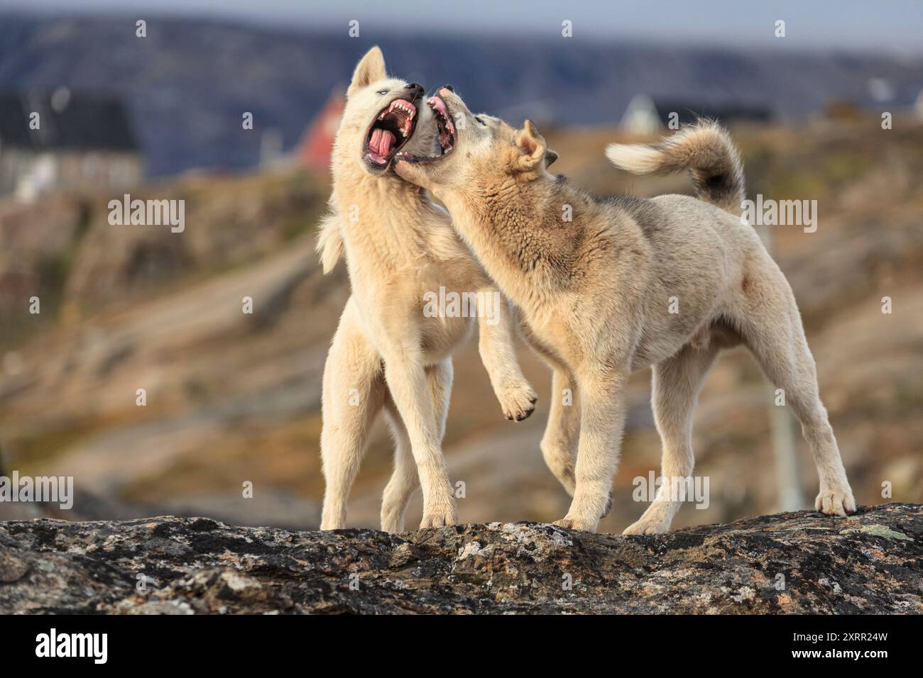 Grönländische Hunde kämpfen auf einem Felsen, Husky, aggressiv, Tasiilaq, Ostgrönland, Grönland Stockfoto