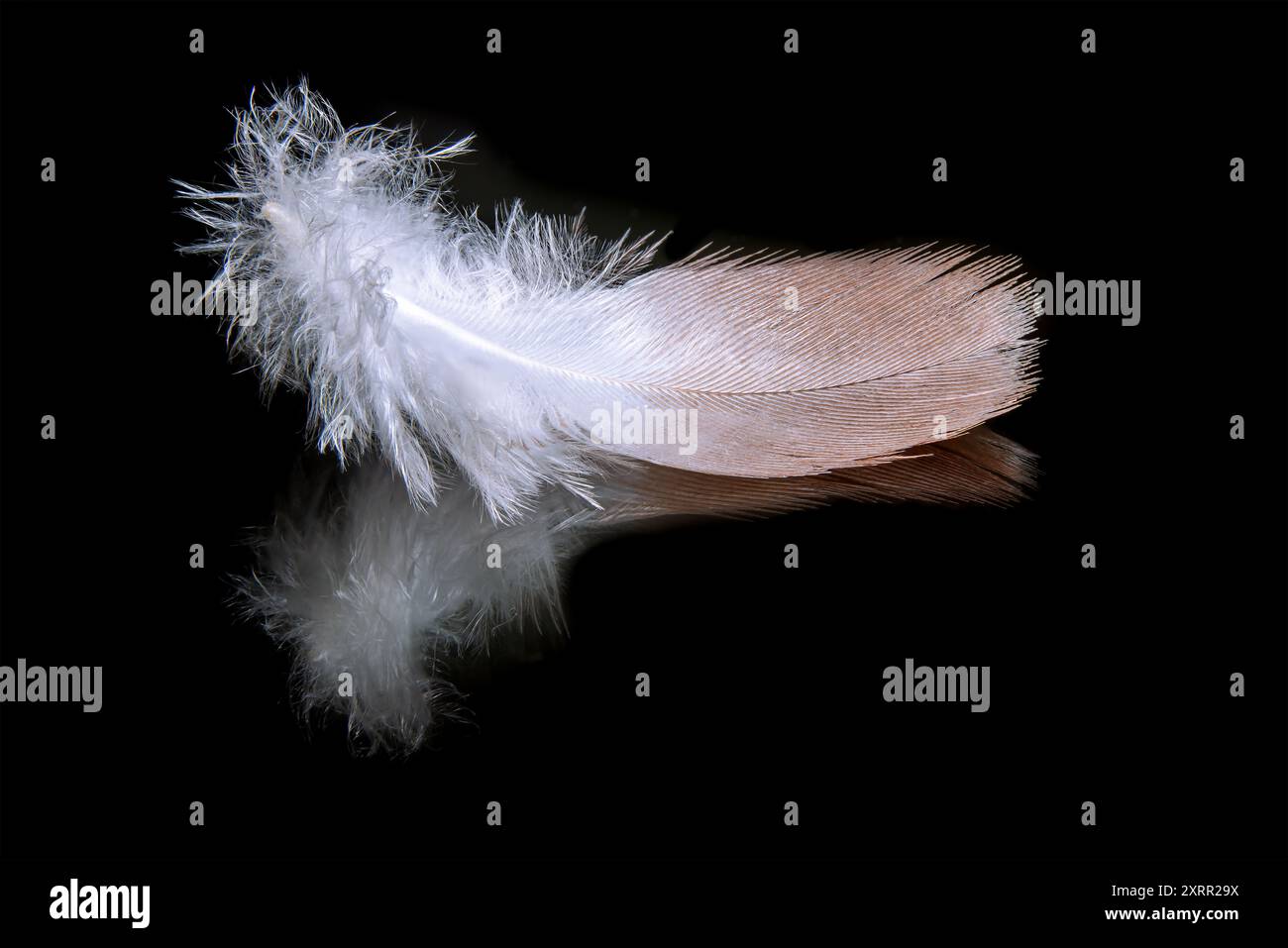 Makroaufnahme einer weichen, zarten Feder, die auf einer reflektierenden schwarzen Oberfläche liegt und ihre komplizierten Details und Schönheit zeigt. Stockfoto