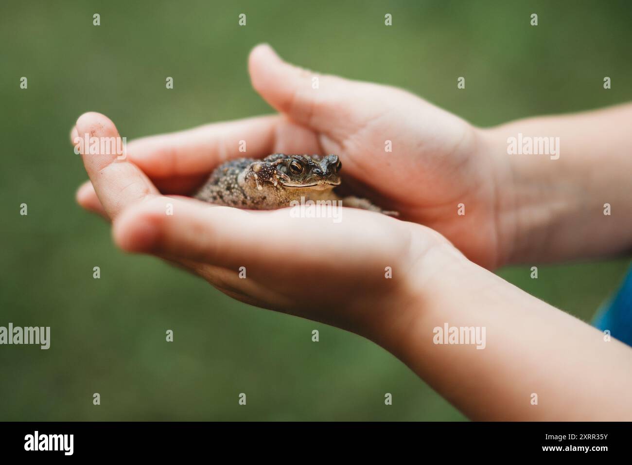 Nahaufnahme des Frosches in der Kinderhand am Sommertag Stockfoto