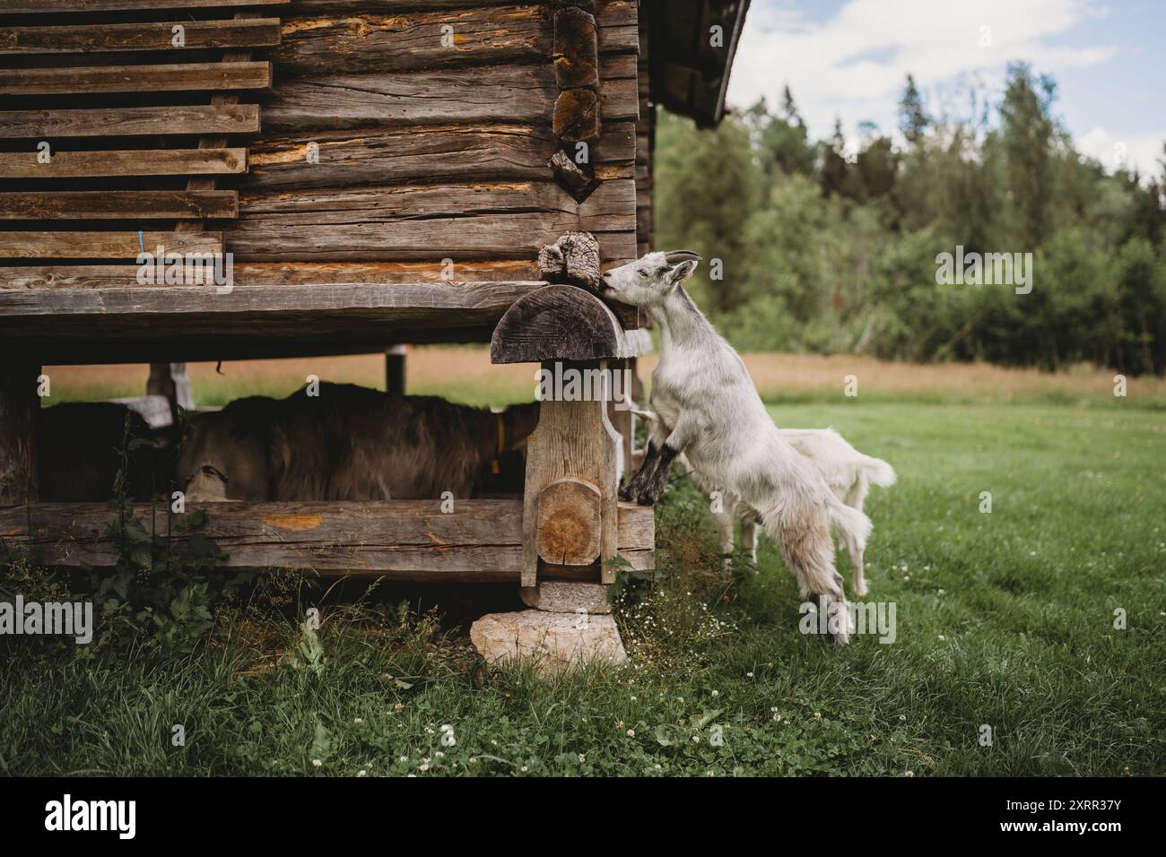 Wilde Ziegen im Wald Norwegen Skandinavien Wald alte Holzhäuser Stockfoto