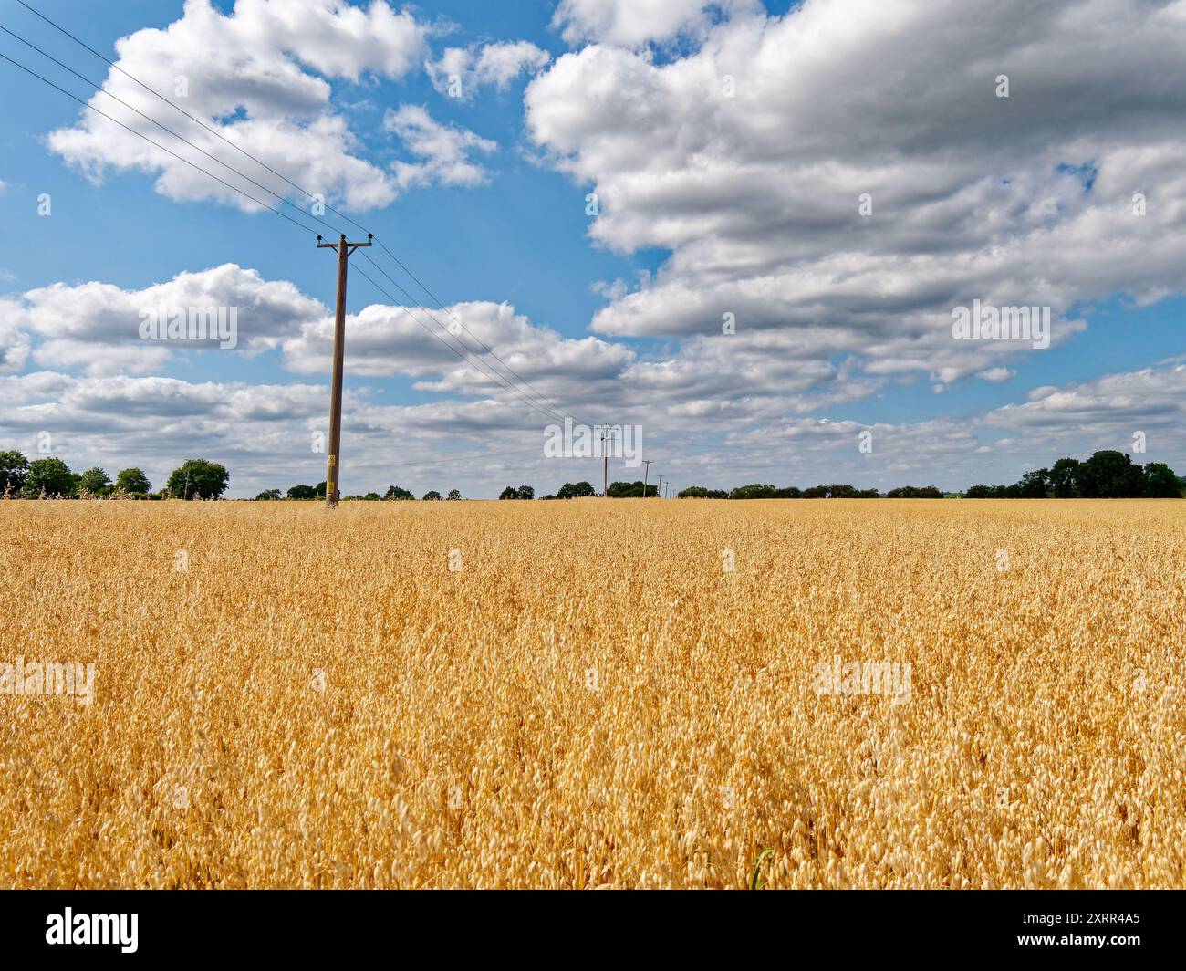 Haferfeld mit Versorgungsmasten in Uffington, Oxfordshire, England, Vereinigtes Königreich Stockfoto