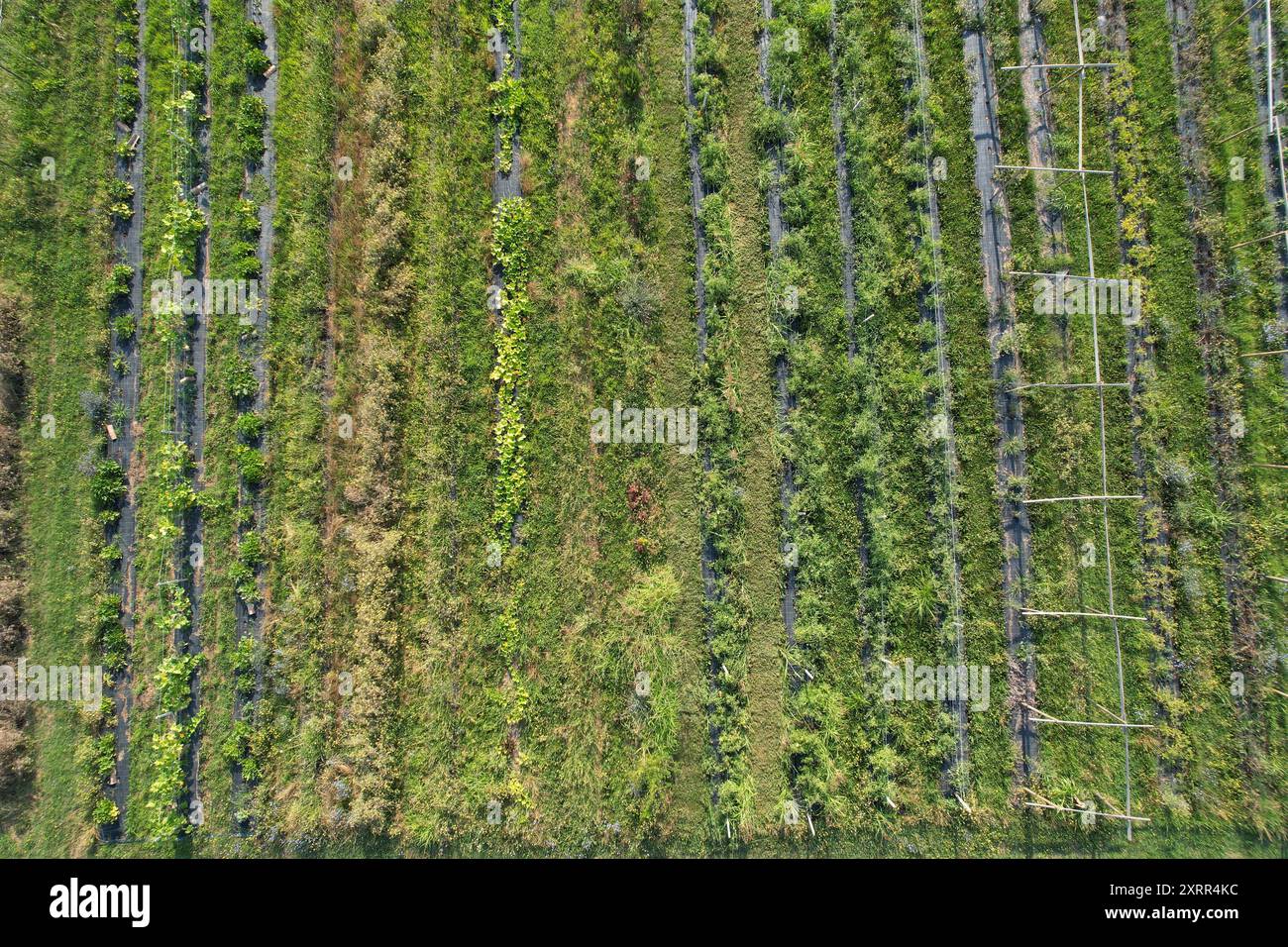 Luftaufnahme einer kleinen Permakultur-Farm mit üppiger Bepflanzung Stockfoto