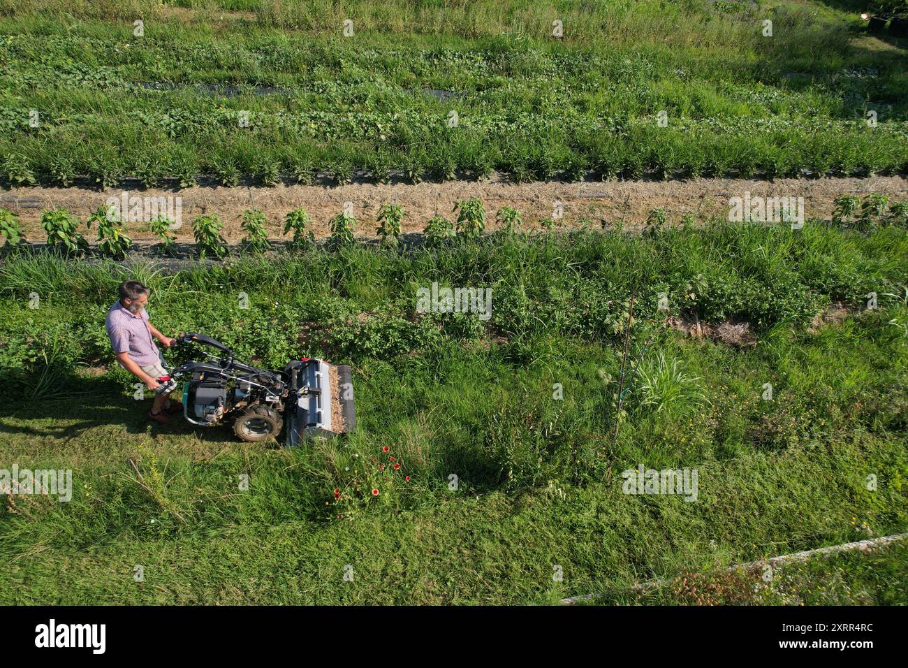 Landwirt mäht mit einer Benzinbürste Gras zwischen Erntegutreihen Stockfoto