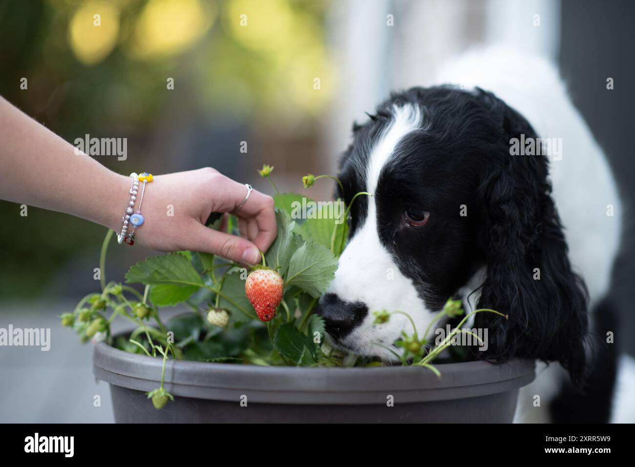 Frühlingsspaniel-Hund schnüffelt an Erdbeeren Stockfoto