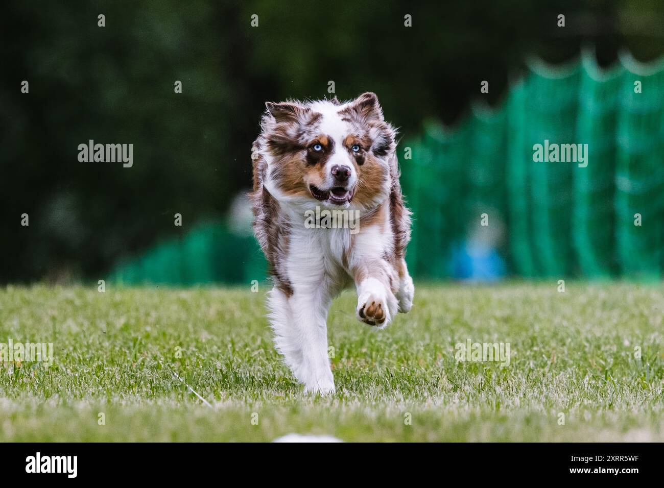 Australian Shepherd Dog Running Lure Course Hundesport Stockfoto