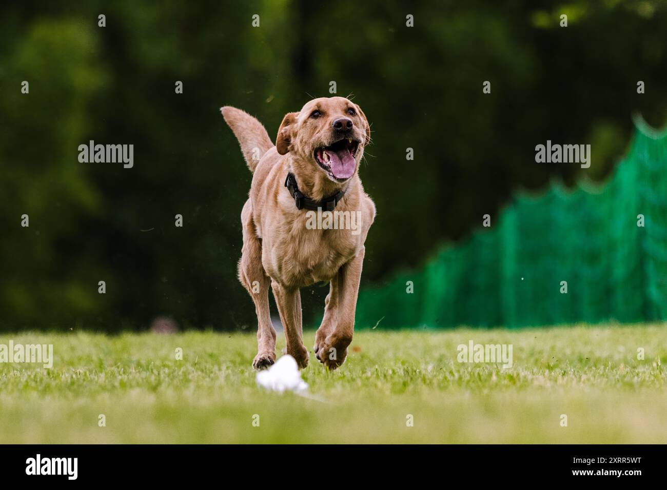 Gelber Labrador Laborhund läuft Köderkurs Hundesport Stockfoto