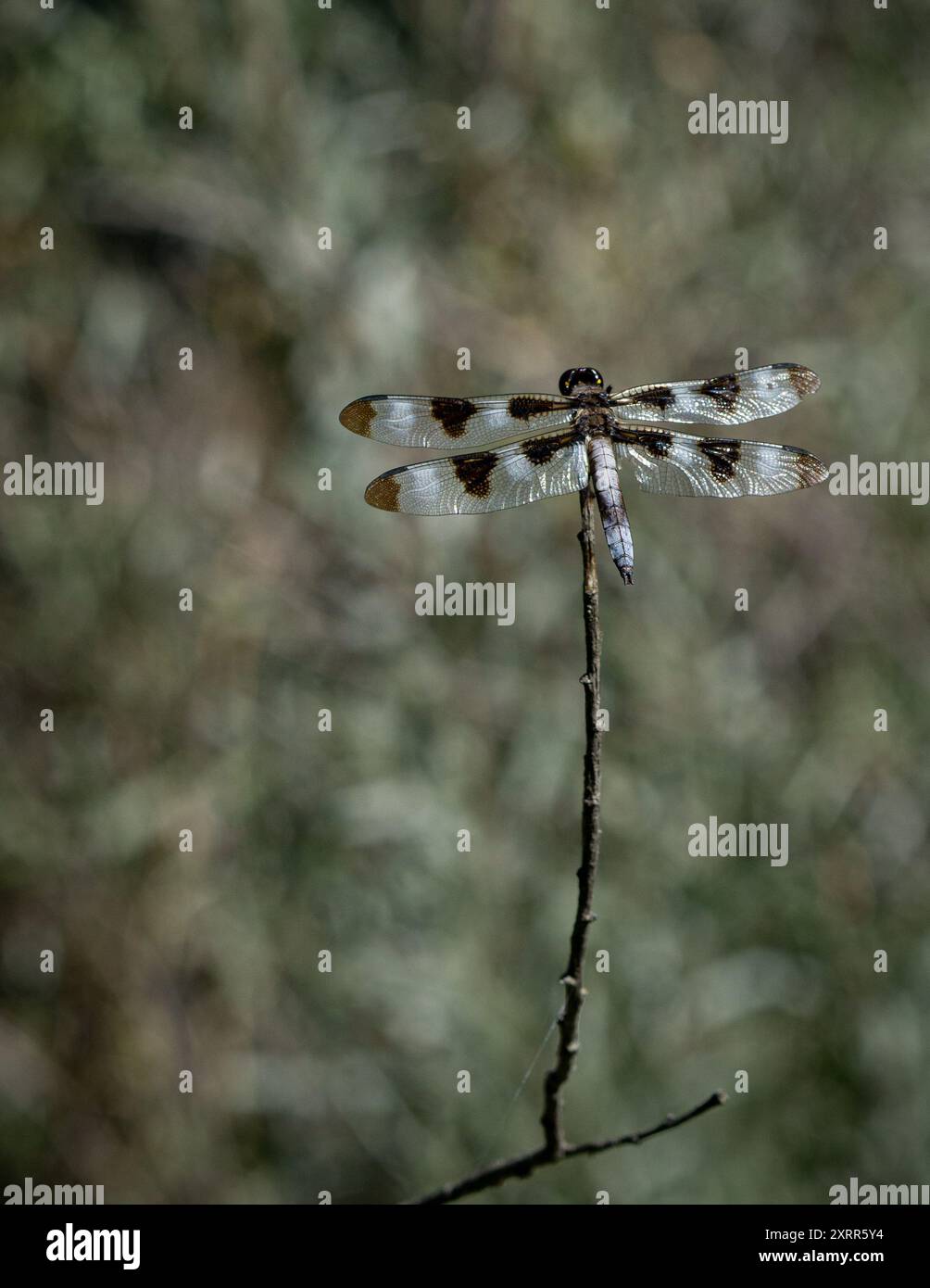 Eine Libelle auf einem Ast Stockfoto