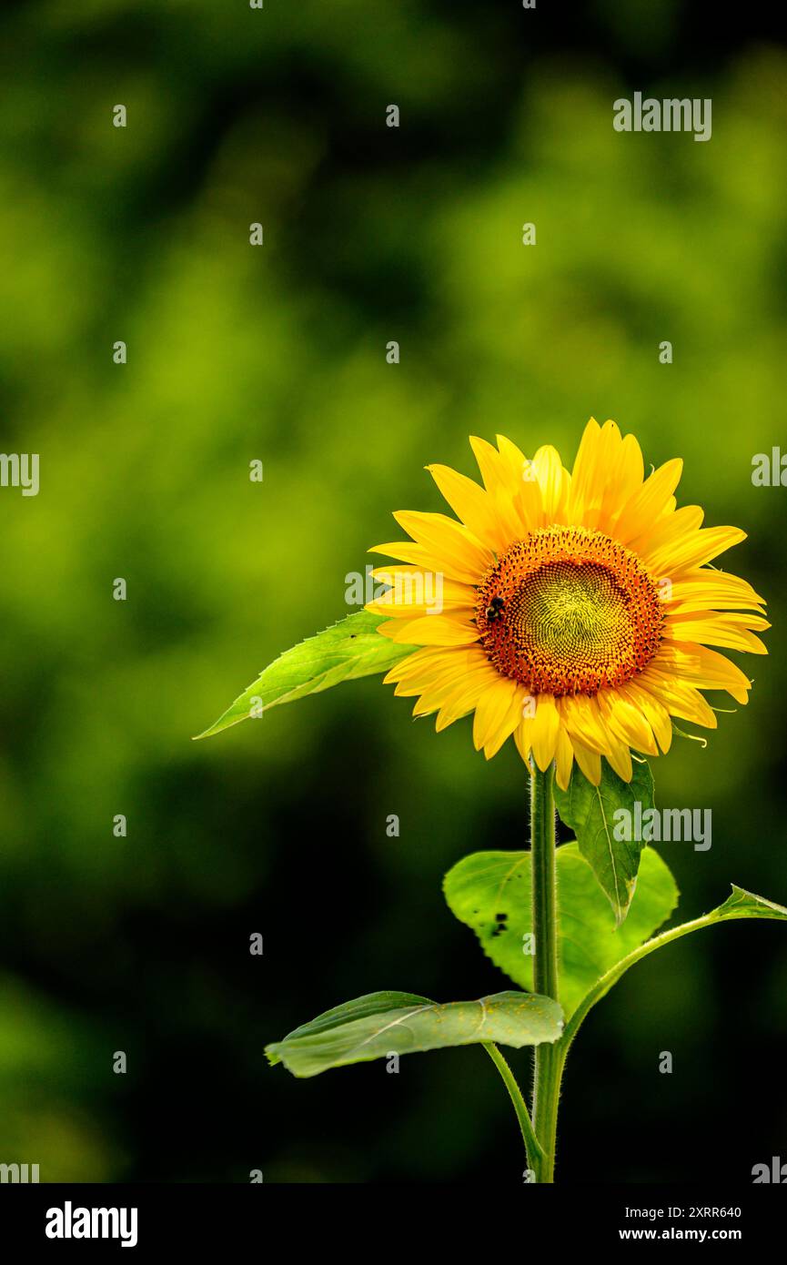 Nahaufnahme einer einzelnen Sonnenblume mit verschwommenem Hintergrund. Stockfoto