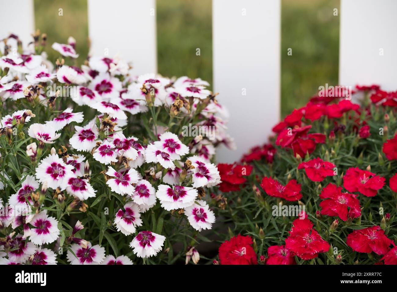 Der süße William Dianthus blüht in einem Garten Stockfoto