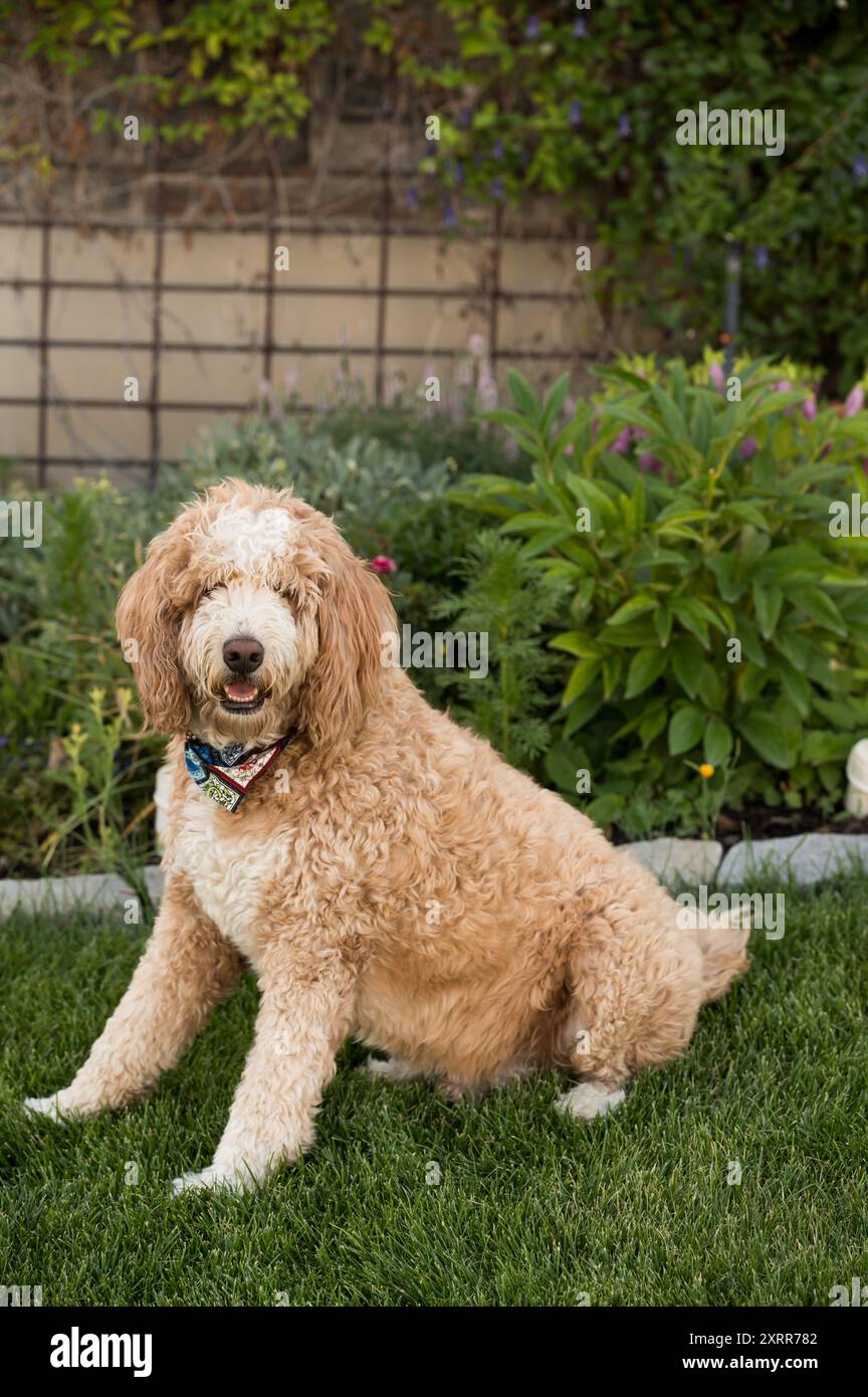 Ein Hund mit lockigen Haaren, der vor einem üppigen Garten sitzt Stockfoto