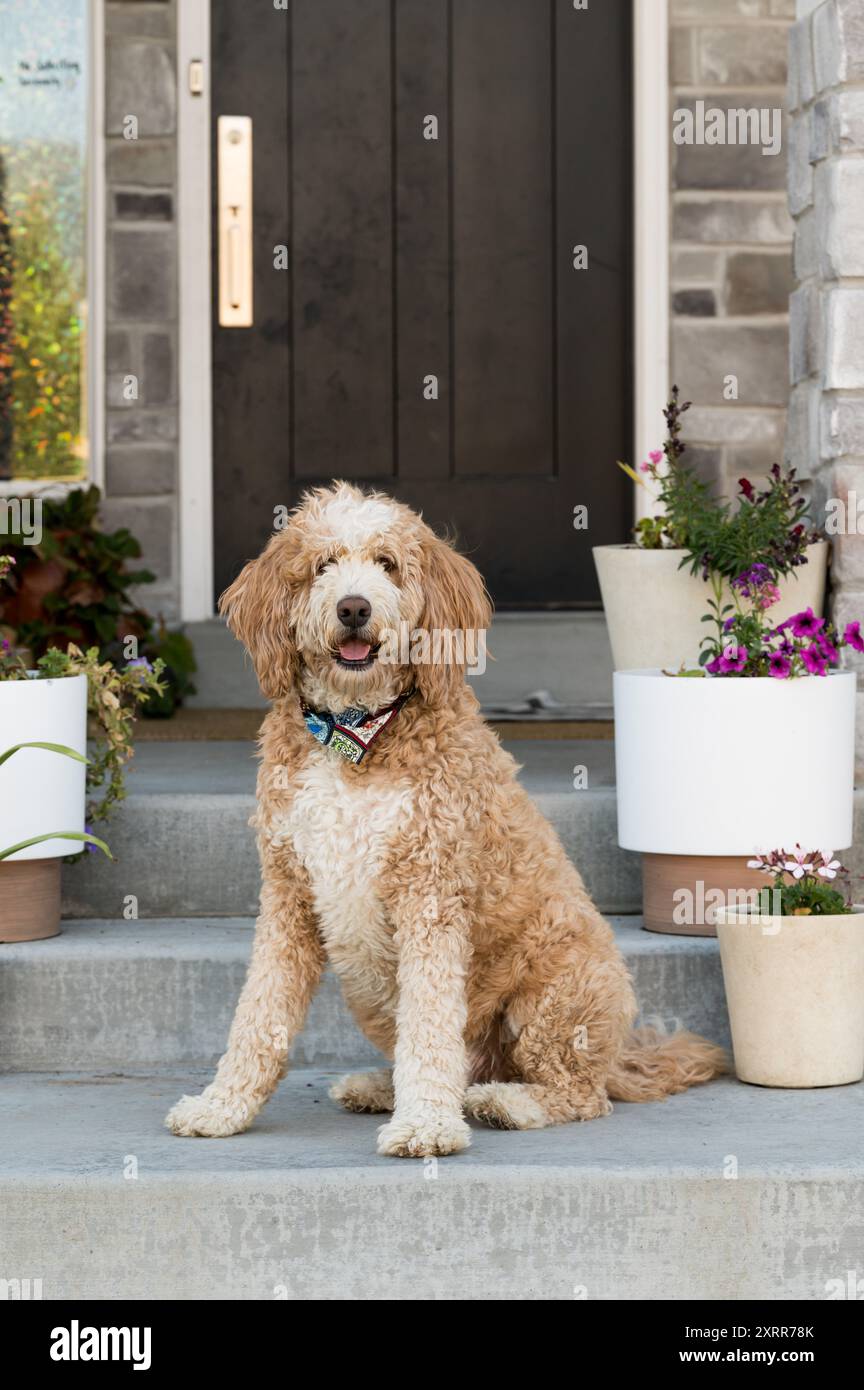 Lockiger Hund, der auf Stufen mit Topfpflanzen und dunkler Tür sitzt Stockfoto