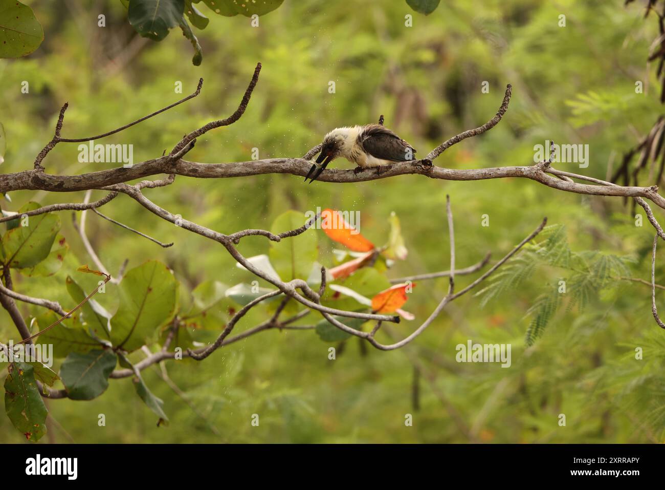 eisvogel (Pelargopsis melanorhyncha) im Tangkoko-Nationalpark, Sulawesi, Indonesien Stockfoto