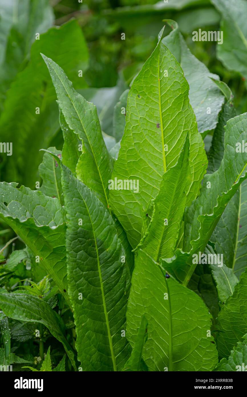 Rumex-Confertus unter natürlichen Bedingungen, Nahaufnahme. Große grüne Blätter, Hintergrundbild. Stockfoto