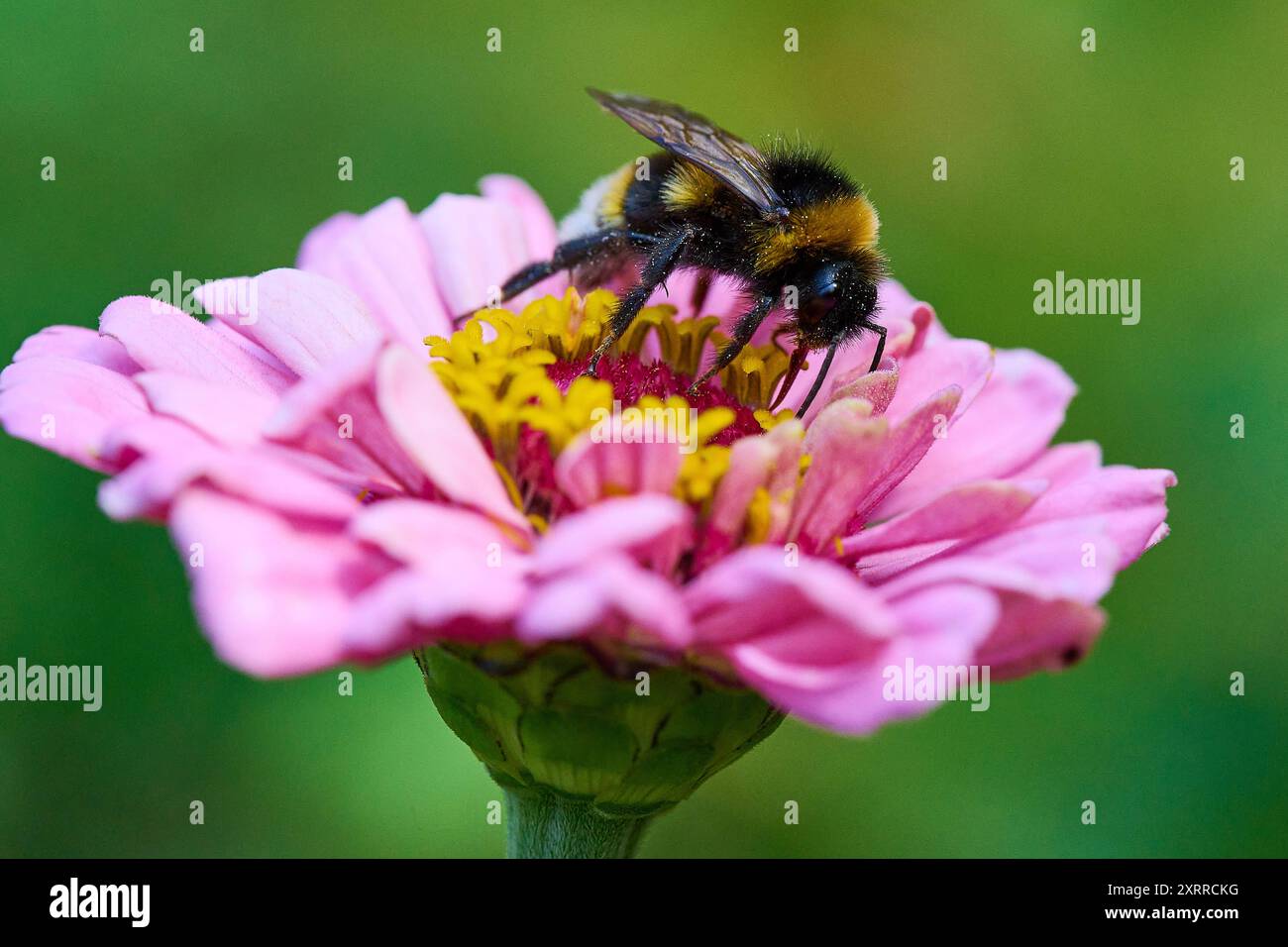 Natur Garten Zinnie Heidehummel eine Heidehummel Bombus jonellus auf der Bluete der Zinnie Zinnia elegans in einem Bauerngarten. Die Zinnie stammt aus der Familie der Korbbluetler Asteraceae, die urspruenglich aus Mexiko stammt. Die Pflanze ist nach dem Botaniker Johann Gottfried Zinn benannt. Dieser hatte die Zinnien 1757 erstmals beschrieben. 23.7,2022, *** Naturgarten Zinnia Heidekummel Eine Heidekummel Bombus jonellus auf der Blüte der Zinnia Zinnia elegans in einem Hüttengarten stammt die Zinnia aus der Familie der Asteraceae, die ursprünglich aus Mexiko stammt Stockfoto