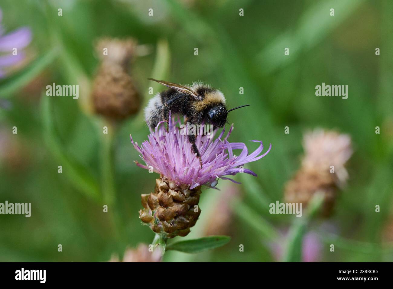 Natur Flockenblume Centaurea eine Heidehummel Bombus jonellus auf der Bluete einer Flockenblume Centaurea. 23.7.2022 *** Natur-Knapweed Centaurea Eine Heidehummel Bombus jonellus an der Blüte eines Knapweed Centaurea 23 7 2022 Stockfoto